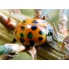 Harmonia axyridis (Hope, 1845) Biedronka azjatycka